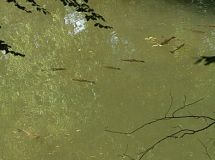 4 NSG Diemelsee